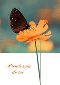 Papillon et fleur pour ta gu&eacute;rison